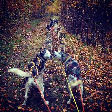 Birk Bed & Birds Svanvik