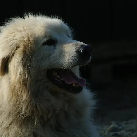 فندق مبيت وإفطار Birk Bed & Birds