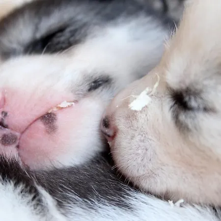 住宿加早餐酒店 Birk Bed & Birds