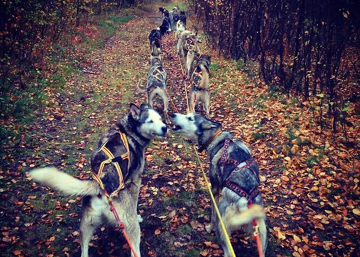 Birk Bed & Birds Svanvik