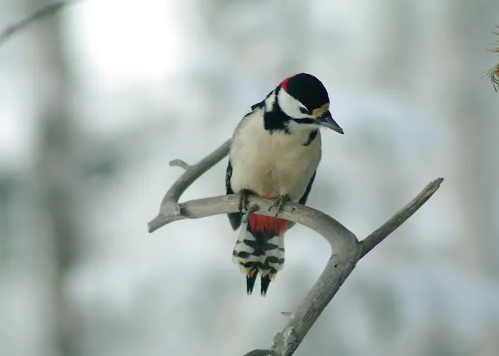Bed & Breakfast Birk Bed & Birds