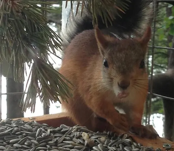 Bed & Breakfast Birk Bed & Birds *