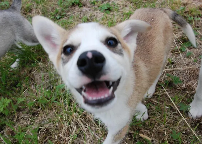 Oda ve Kahvaltı Birk Bed&birds Svanvik