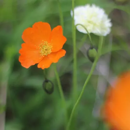 Bed & Breakfast Birk Bed & Birds *