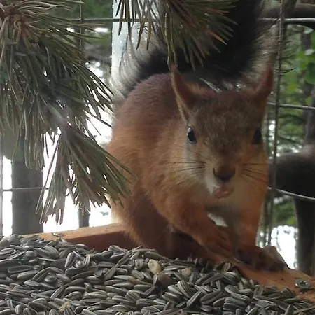 Bed & Breakfast Birk Bed & Birds *