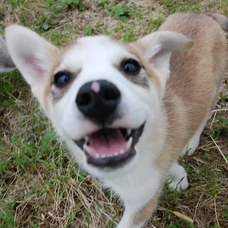 Bed & Breakfast Birk Bed & Birds Svanvik