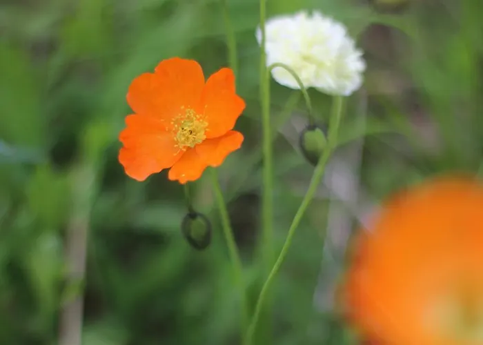 فندق مبيت وإفطار Birk Bed & Birds *