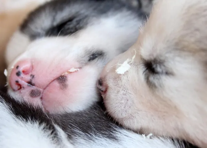 فندق مبيت وإفطار Birk Bed & Birds